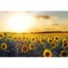 Sunflowers At Sunset, Rectangle Canvas Art -WALL ART DESGIN SALE 1223AR H Sunflowers at Sunset THUMB 7fccf079 7cf7 4472 8113 39077a494882