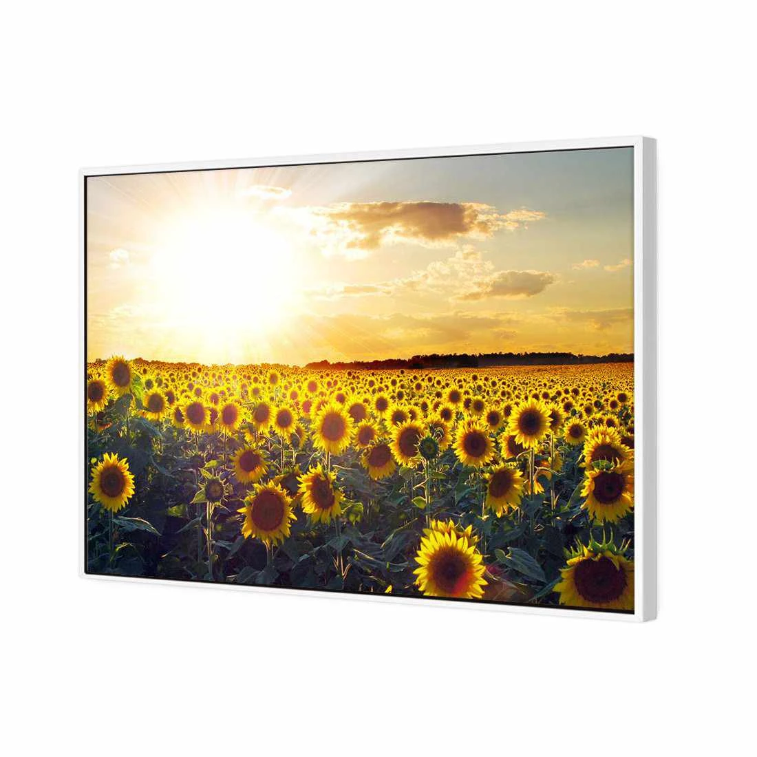 Sunflowers At Sunset, Rectangle Canvas Art Sunflowers At Sunset, Rectangle Canvas Art -WALL ART DESGIN SALE 1223AR H Sunflowers at Sunset 3D THUMB FF WHT 5f11cc67 4d73 4022 a6bb e5888155cb41