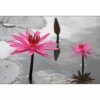 Pop Pink Lilies Canvas Art -WALL ART DESGIN SALE 1516AR H Pop Pink Waterlilies Thumb c226fbef 93cc 443a a4e2 333496398513