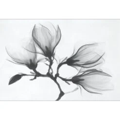 Magnolia Blossoms Canvas Art