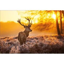 Sunset Deer Returns Canvas Art