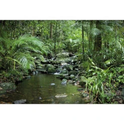 Mossman River In Daintree Rainforest Acrylic Print Art