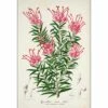 Pink Grevillea Rosea Botanical Illustration Canvas Art -WALL ART DESGIN SALE 2709AR V Pink Grevillea rosea botanical illustration Thumb MAX SIZE 118x80 95920669 77ca 415c 8f19 9920c731622d