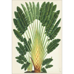 Traveller's-Palm-Tree Acrylic Print Art