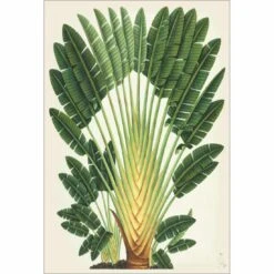 Traveller's Palm Tree Canvas Art