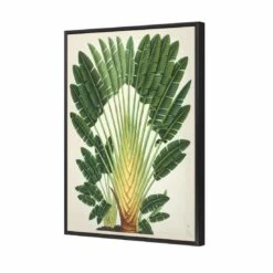 Traveller's Palm Tree Canvas Art -WALL ART DESGIN SALE 2734AR V Traveller s Palm Tree 3D THUMB FF BLK b1c66694 c73f 4b86 b1bd 75f2d2ceb37a
