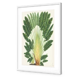 Traveller's-Palm-Tree Acrylic Print Art -WALL ART DESGIN SALE 2734AR V Traveller s Palm Tree ACR MAT THUMB FF WHT