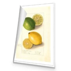 Watercolour Green Lemon And Ripe Lemon Canvas Art -WALL ART DESGIN SALE 2750AR V Watercolour Green Lemon and Ripe Lemon ROLLED Thumb 40910c58 f1f9 467b 920f b7c87d3b20db