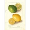 Watercolour Green Lemon And Ripe Lemon Canvas Art -WALL ART DESGIN SALE 2750AR V Watercolour Green Lemon and Ripe Lemon Thumb 880ef64d c891 4241 a83f 836a0ec88ac0