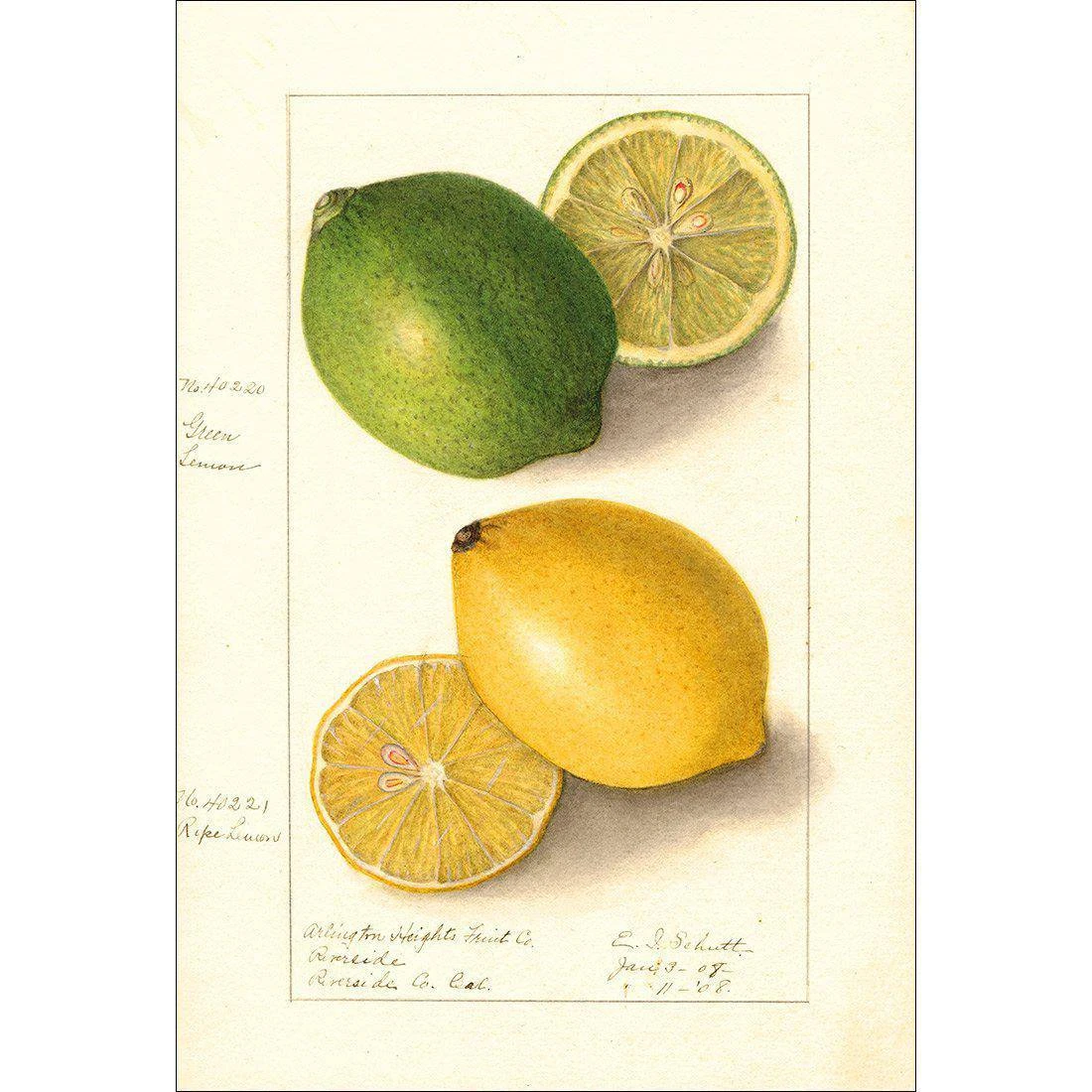 Watercolour Green Lemon And Ripe Lemon Canvas Art Watercolour Green Lemon And Ripe Lemon Canvas Art -WALL ART DESGIN SALE 2750AR V Watercolour Green Lemon and Ripe Lemon Thumb 880ef64d c891 4241 a83f 836a0ec88ac0