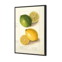 Watercolour Green Lemon And Ripe Lemon Canvas Art -WALL ART DESGIN SALE 2750AR V Watercolour Green Lemon and Ripe Lemon 3D THUMB FF BLK 667dcaea 2100 4925 b058 3db0211d2bcd