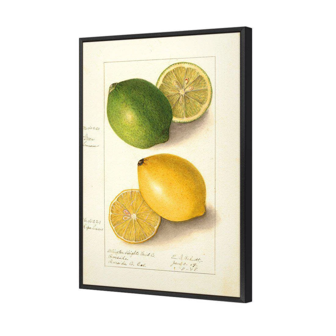 Watercolour Green Lemon And Ripe Lemon Canvas Art Watercolour Green Lemon And Ripe Lemon Canvas Art -WALL ART DESGIN SALE 2750AR V Watercolour Green Lemon and Ripe Lemon 3D THUMB FF BLK 667dcaea 2100 4925 b058 3db0211d2bcd
