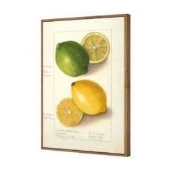 Watercolour Green Lemon And Ripe Lemon Canvas Art -WALL ART DESGIN SALE 2750AR V Watercolour Green Lemon and Ripe Lemon 3D THUMB FF NAT 25aa773b 3f4e 492e abb6 5e0c980ae5cb