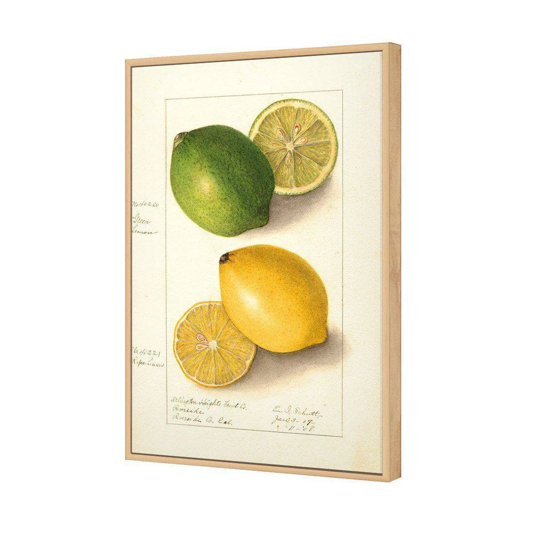 Watercolour Green Lemon And Ripe Lemon Canvas Art Watercolour Green Lemon And Ripe Lemon Canvas Art -WALL ART DESGIN SALE 2750AR V Watercolour Green Lemon and Ripe Lemon 3D THUMB FF OAK e059f514 79cc 48da 94e9 5bfff8a6e00a