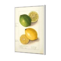 Watercolour Green Lemon And Ripe Lemon Canvas Art -WALL ART DESGIN SALE 2750AR V Watercolour Green Lemon and Ripe Lemon 3D THUMB FF WHT f7267ce0 7b77 4477 bc7d 5e8ab85a31a0
