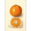 Watercolour Orange Tangerine Canvas Art