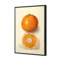 Watercolour Orange Tangerine Canvas Art -WALL ART DESGIN SALE 2753AR V Watercolour Orange Tangerine 3D THUMB FF BLK 816d12aa 47fe 4e5c 9f7c 84f56679ad7b