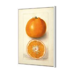 Watercolour Orange Tangerine Canvas Art -WALL ART DESGIN SALE 2753AR V Watercolour Orange Tangerine 3D THUMB FF WHT 5a622dbc 0f19 4b8c 8a90 bab500faab7d
