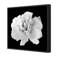 Salubrious Peony Canvas Art -WALL ART DESGIN SALE 3010AS Salubrious Peony 3D FF BLK Thumb 88d90075 40a9 4810 a74b 250d175677da