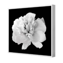 Salubrious Peony Canvas Art -WALL ART DESGIN SALE 3010AS Salubrious Peony 3D FF WHT Thumb d3c6445e 56cb 4bea 9dc5 62ca99ed4334