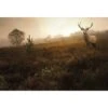 Morning Stag -WALL ART DESGIN SALE 3060AR H Morning Stag Thumb c3268018 2d39 4bec 8841 606633cb1e03