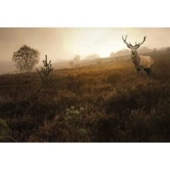 Morning Stag
