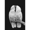 Parrots Kissing, B&W Canvas Art