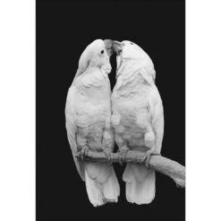 Parrots Kissing, B&W Canvas Art