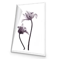 Tulip Transparency 1 Canvas Art -WALL ART DESGIN SALE 3115AR V Tulip Transparency 1 ROLLED Thumb b5c41c3c 9040 4a83 8d79 216f071e0e58