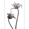 Tulip Transparency 1 Canvas Art -WALL ART DESGIN SALE 3115AR V Tulip Transparency 1 Thumb 2b48af91 e07d 419a 9279 e682c0c82bc3