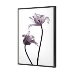 Tulip Transparency 1 Canvas Art -WALL ART DESGIN SALE 3115AR V Tulip Transparency 1 3D THUMB FF BLK 4ed53832 a558 4c11 8281 153be3532a78