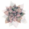 Succulent Rosette Canvas Art