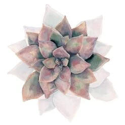 Succulent Rosette Perfect Pair -WALL ART DESGIN SALE 3179AS Succulent Rosette 1 Thumb c46fbe2f cfae 4a18 83b9 5d1dab67e2f3