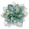 Succulent Spiral Canvas Art -WALL ART DESGIN SALE 3199AS Succulent Spiral Thumb Max Size 135x135 4de123b2 4f70 4377 9d09 e3b2852f3eb4