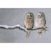 Ural Owl Pair -WALL ART DESGIN SALE 3746AR H Ural Owl Pair THUMB MAXSIZE135x90