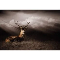 Stag In Darkness