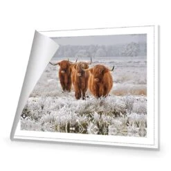 Trio Of Highlanders -WALL ART DESGIN SALE 4087AR H Trio of Highlanders ROL THUMB 4cafd0e1 bd85 4ed6 a09a e7913b2d7f94