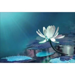 Water Lily, Blue Acrylic Print Art