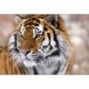 Siberian Tiger Canvas Art -WALL ART DESGIN SALE 610AR H Siberian Tiger Thumb 51ff1c8d 3521 4337 8ae5 5325e1d3bc5d