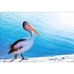 Pelican Canvas Art