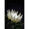 Protea In Darkness (Portrait) -WALL ART DESGIN SALE AU1097AR V Protea in Darkness VERTICAL THUMB 599fd618 1d7d 4f39 8621 8fc657f8b406