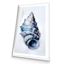 Watercolour Shell III -WALL ART DESGIN SALE WH 1158 AR V Watercolour Shell III ROL THUMB 273c2501 9e59 4d89 b976 217abeb2be7d