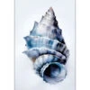 Watercolour Shell III -WALL ART DESGIN SALE WH 1158 AR V Watercolour Shell III THUMB d147dc4c 6da7 458f a1d4 b9e823dbaa96