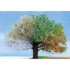 A Tree For All Seasons 2 A Tree For All Seasons -WALL ART DESGIN SALE a tree for all seasons canvas stretched canvas 45x30cm 950773