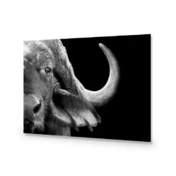 African Cape Buffalo -WALL ART DESGIN SALE african cape buffalo acrylic glass no border no frame 45x30cm 965156