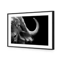 African Cape Buffalo -WALL ART DESGIN SALE african cape buffalo acrylic glass with border black frame 45x30cm 489162