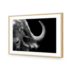 African Cape Buffalo -WALL ART DESGIN SALE african cape buffalo acrylic glass with border oak frame 45x30cm 836438