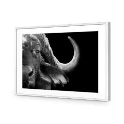 African Cape Buffalo -WALL ART DESGIN SALE african cape buffalo acrylic glass with border white frame 45x30cm 387934