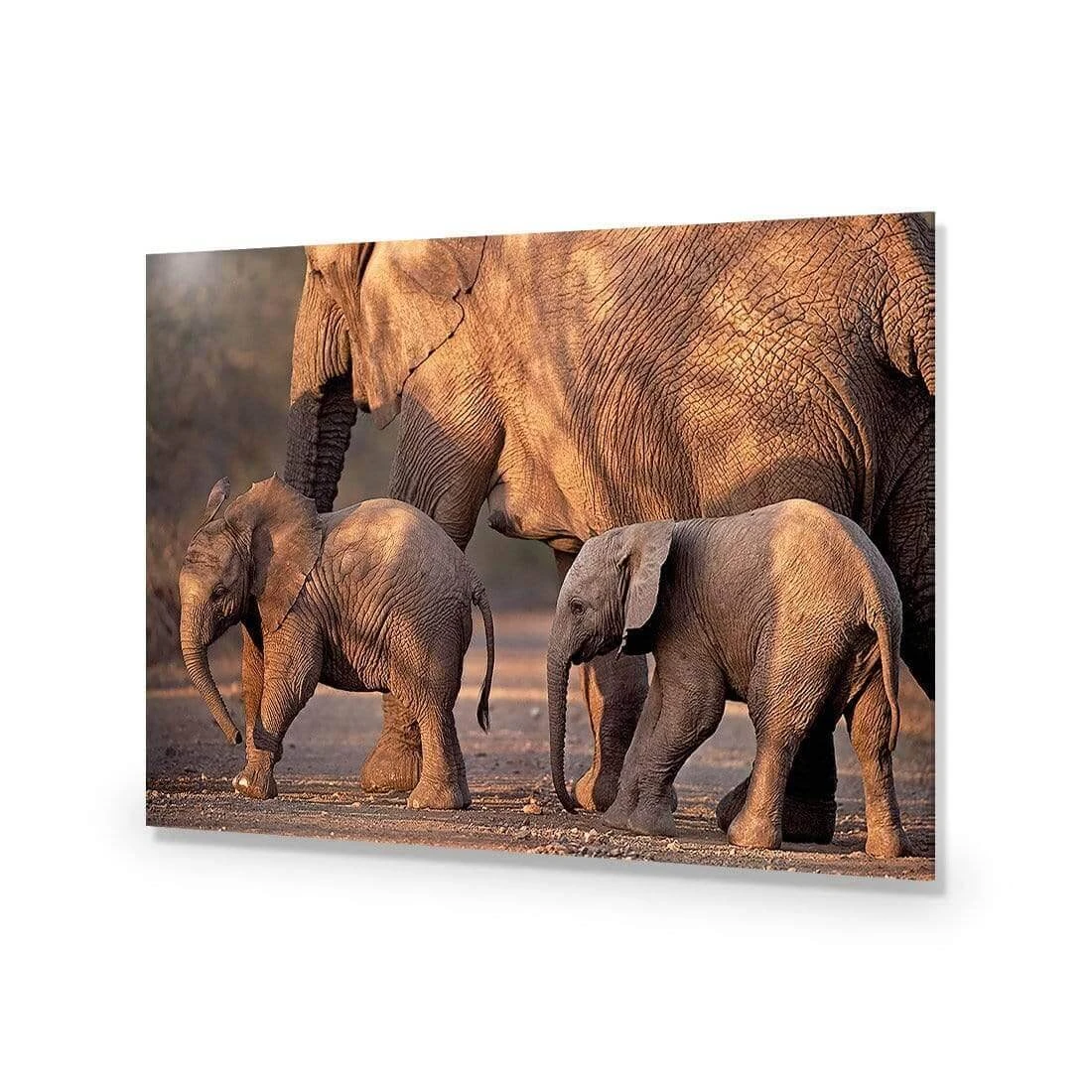 African Elephants Crossing Road African Elephants Crossing Road -WALL ART DESGIN SALE african elephants crossing road acrylic glass no border no frame 45x30cm 500445