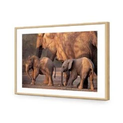African Elephants Crossing Road 12 African Elephants Crossing Road -WALL ART DESGIN SALE african elephants crossing road acrylic glass with border oak frame 45x30cm 748400